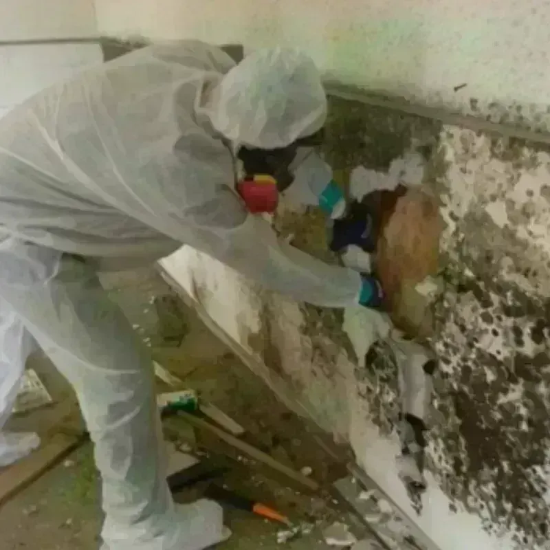 Mold Remediation and Removal in Weaverville, CA